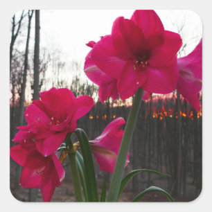 Red Amaryllis and Winter Sunrise Square Sticker