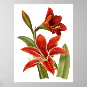 Red Amaryllis Botanical Print