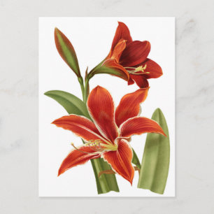 Red Amaryllis Botanical Print Postcard