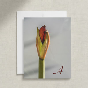 Red Amaryllis Bud Elegant Minimalist Photographic Card
