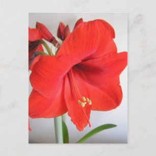 Red Amaryllis Christmas Flower Postcard