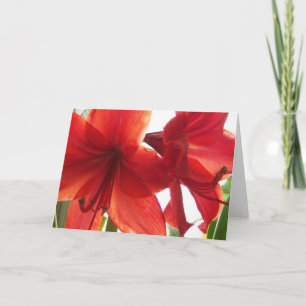Red Amaryllis Close-Up Card