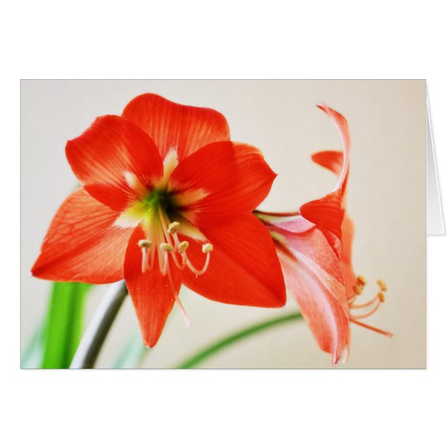 Red Amaryllis Flower (Front Horizontal)