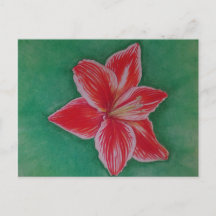 Red Amaryllis