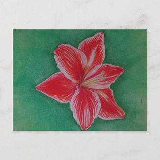 Red Amaryllis Holiday Postcard