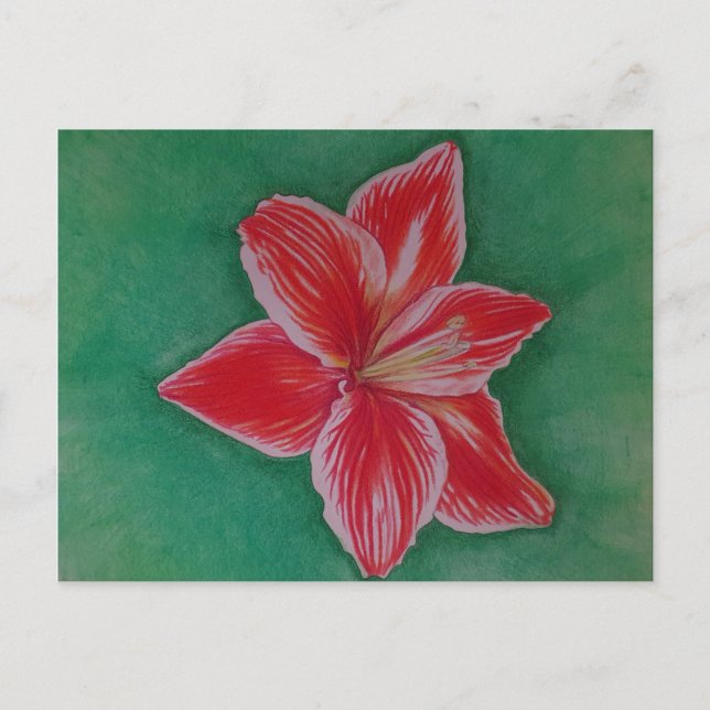 Red Amaryllis Holiday Postcard (Front)