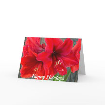 Red amaryllis photograph on holiday greeting card
