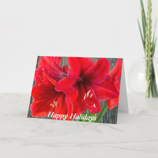 Red amaryllis photograph on holiday greeting card
