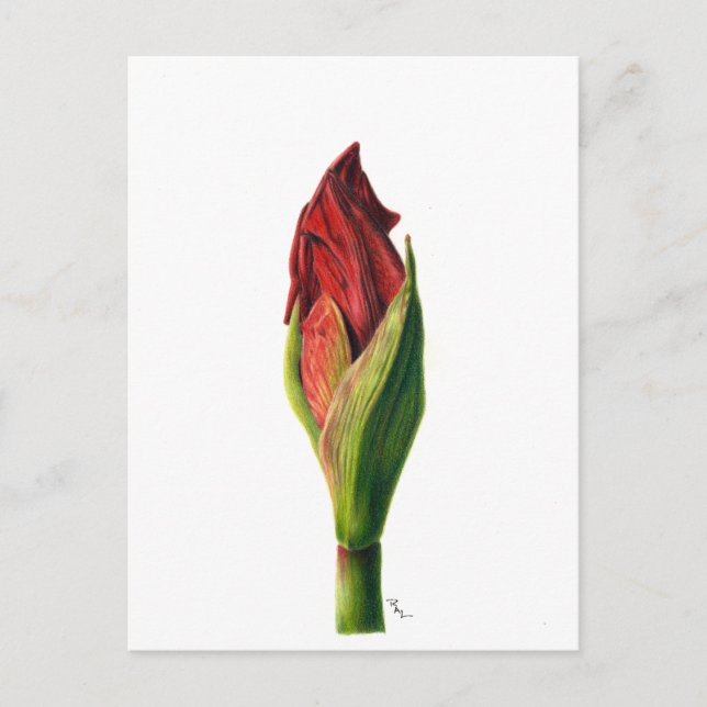 Red Amaryllis Postcard (Front)
