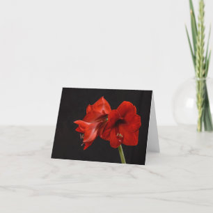 Red Amaryllis Thank You Card