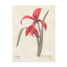 Red Amaryllis Vintage Botanical Illustration