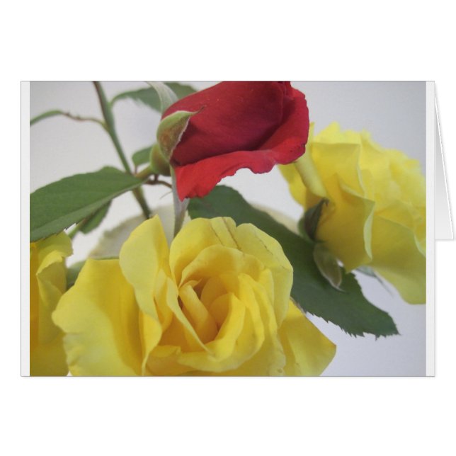 Red amd Yellow Roses (Front Horizontal)
