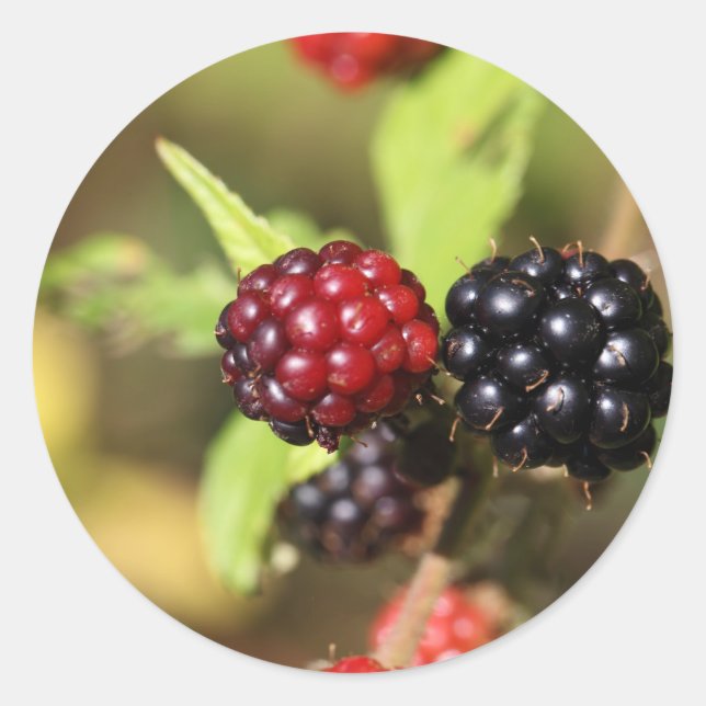 Red and black blackberry fruits. classic round sticker (Front)