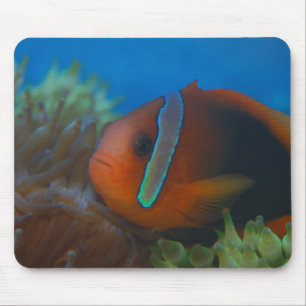 Red and Black Tropical Fish Mouse Pad