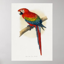 Red and Blue Macaw (Ara macao)