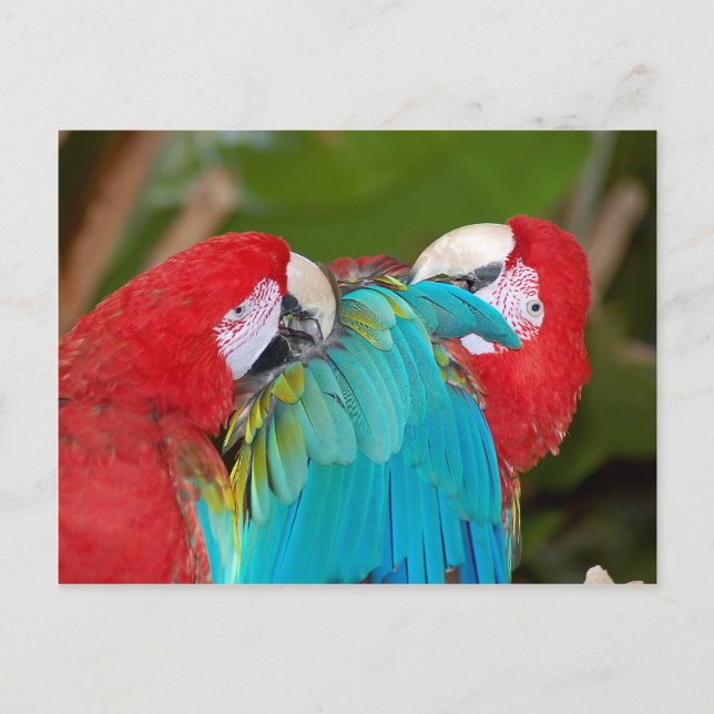 Red and blue macaw parrot print postcard (Front)