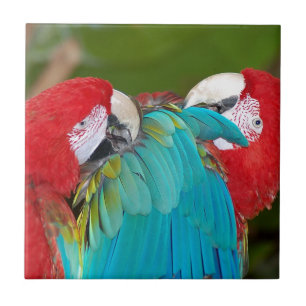 Red and blue macaw parrot print tile