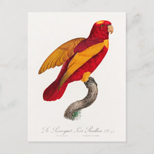 Red-and-Gold Lory, Postcard