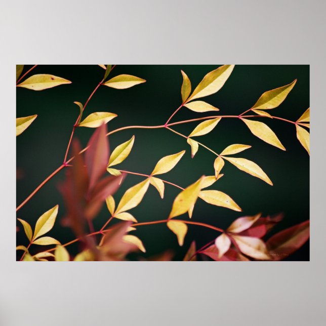 Red and Gold Print (Front)