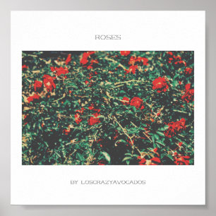 Red And Green Flowers Roses Poster