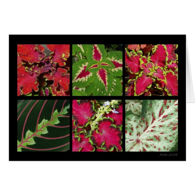 Red And Green Foliage Card (Front Horizontal)