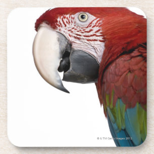 Red-and-green Macaw - Ara chloropterus Coaster
