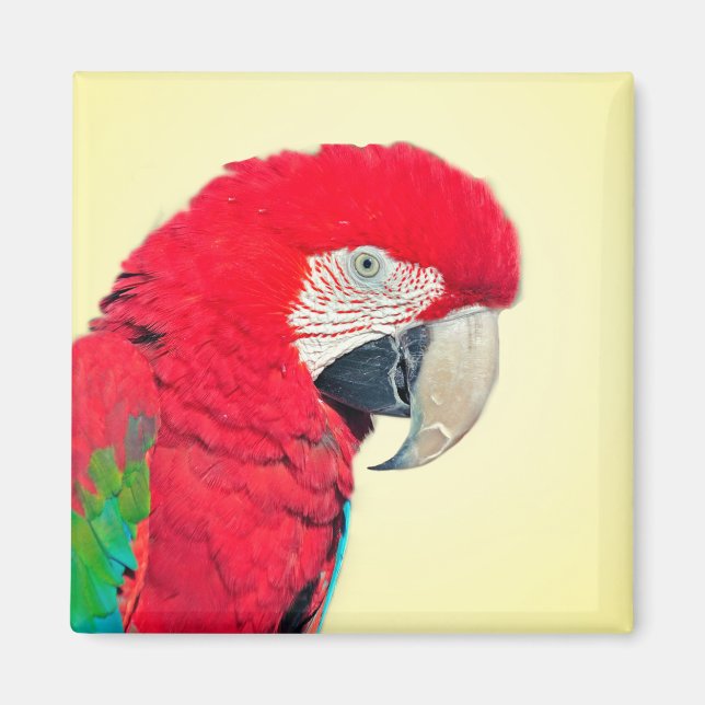 Red and Green Macaw Parrot Magnet (Front)