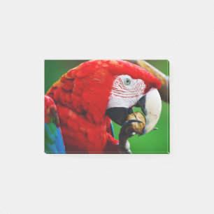 Red-and-green Macaw Post-it Notes