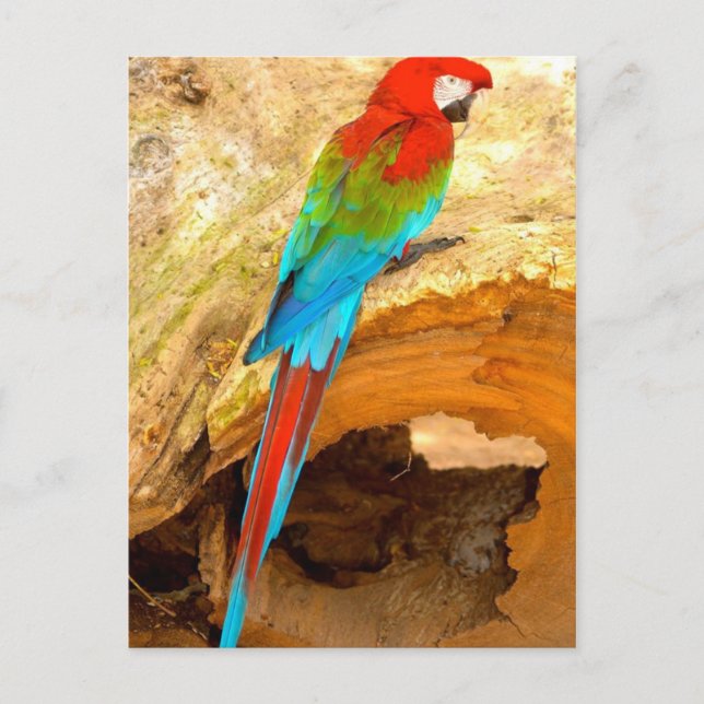 Red and Green Macaw, Trinidad Postcard (Front)
