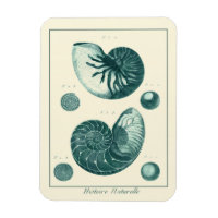 Red and Green Seashell Art