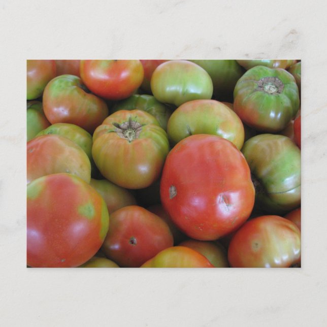 Red and Green Tomatoes Postcard (Front)