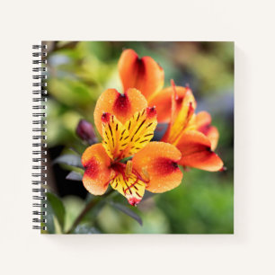 Red and Orange Alstroemeria Flowers Notebook