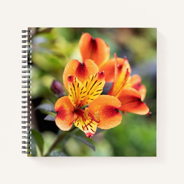 Red and Orange Alstroemeria Flowers Notebook (Front)