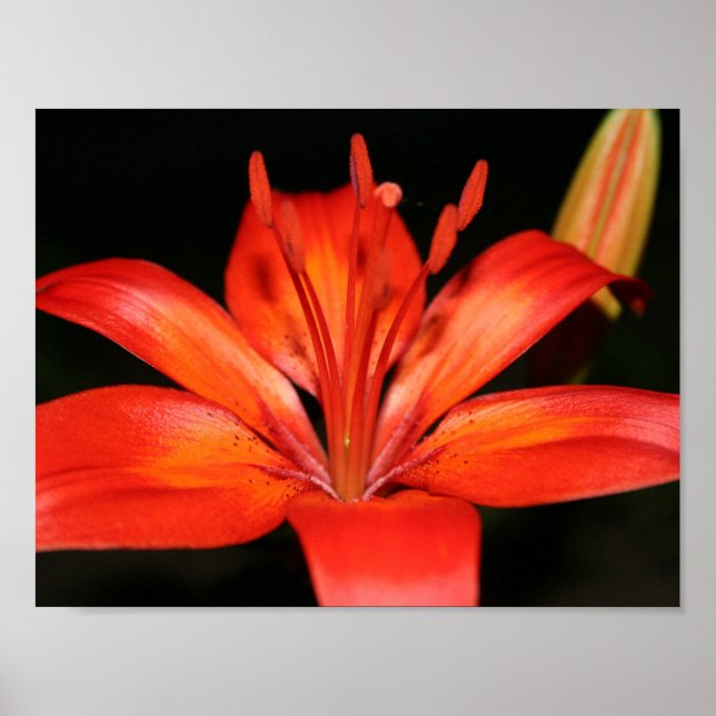 Red and Orange Asiatic Lily Closeup Poster (Front)