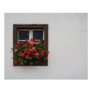 Red And Pink Pelargonium Poster