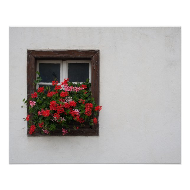 Red And Pink Pelargonium Poster (Front)