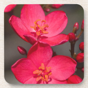 Red and Pink Tropical Fiji Flowers Coaster