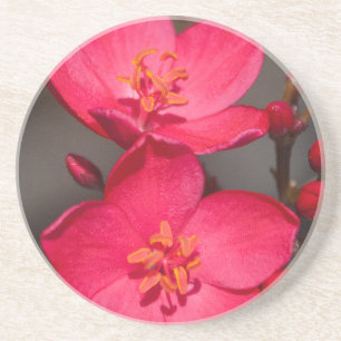 Red and Pink Tropical Fiji Flowers Coaster