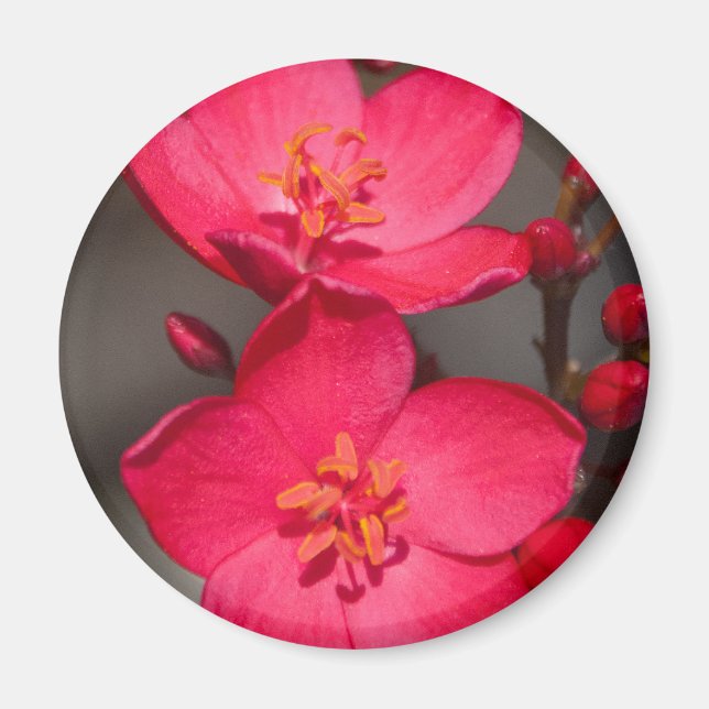 Red and Pink Tropical Fiji Flowers Magnet (Front)