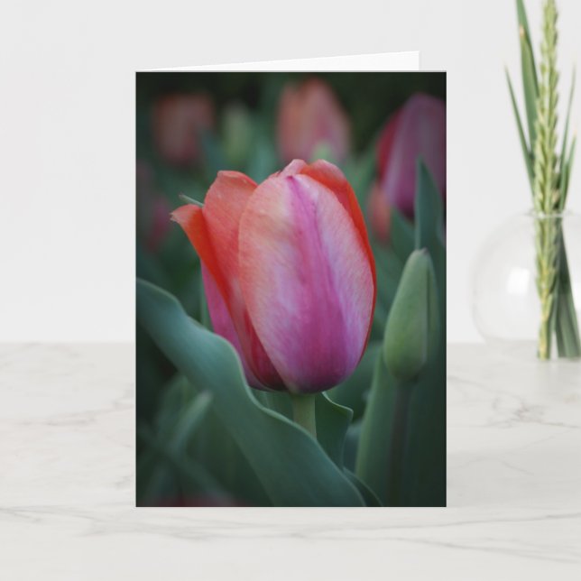 Red and Pink Tulip Greeting Card (Front)