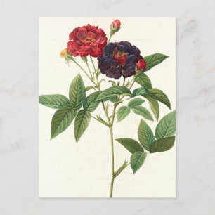 Red and Purple Floral Postcard