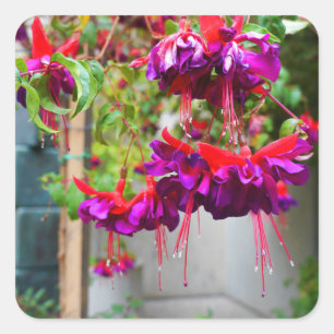 Red and Purple Fuchsia #1 Stickers