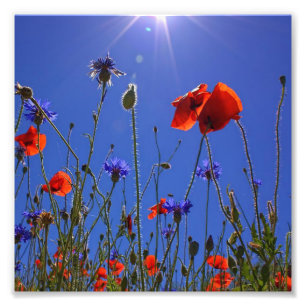 red and purple roses embracing a blue sky and sun photo print