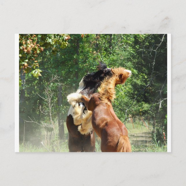 Red and Tango at Play Postcard (Front)