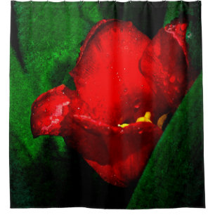 Red And Wet Tulip Flower