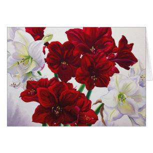 Red and White Amaryllis 2008