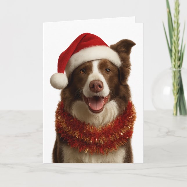 Red and white Border Collie Christmas card (Front)