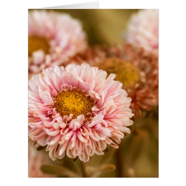 Red and White China Aster (Front)