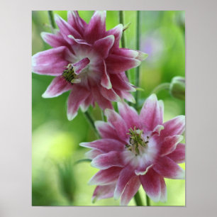 Red And White Flower Pair  Poster