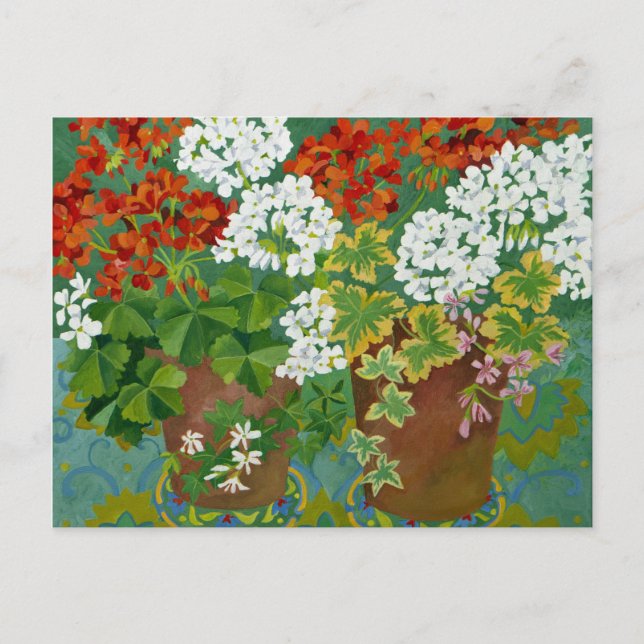 Red and white geraniums in pots 2013 postcard (Front)